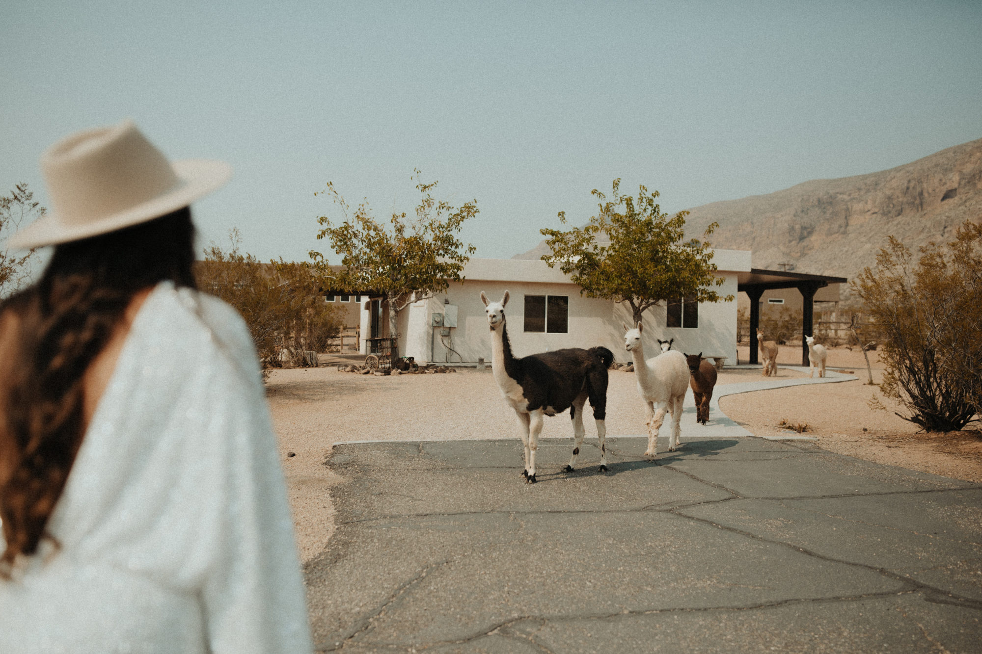 Boho Desert Bride in the corner of the image and some llamas across the road 